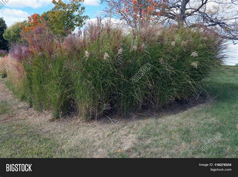 Chinese Silver Grass Image & Photo (Free Trial) | Bigstock