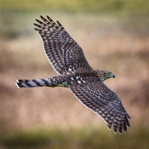 Hawk Hides in a Taxi to Seek Refuge From a Hurricane and Refuses to Leave Its New Home - A-Z Animals