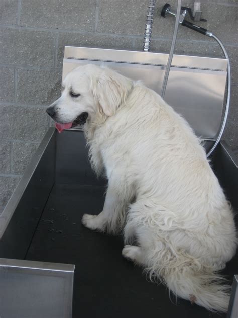 Information about "obi.jpg" on planet dog wash - Davis - LocalWiki