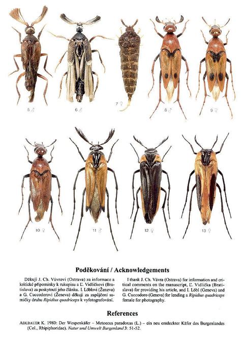 Ripiphoridae - Alchetron, The Free Social Encyclopedia