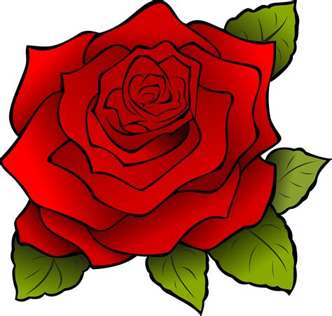 BATA mens Mesh Mushy | Rosas de té híbridas, Rosa roja dibujo, Dibujos de rosas