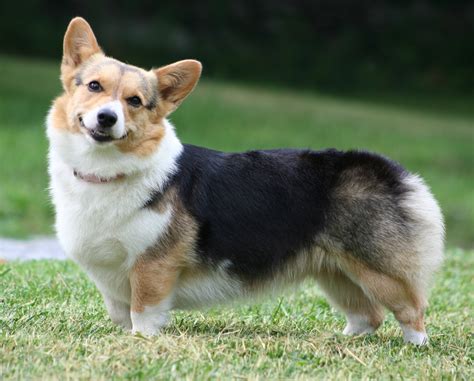 14 Facts About Corgis - Three Million Dogs