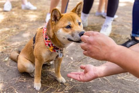 How Much to Feed a Shiba Inu (Puppy & Adult Feeding Chart)