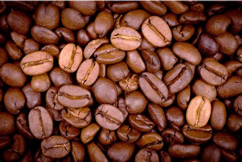 Arabica Coffee, अरेबिका कॉफी बीन in Chickmagalur , Zuhaa Exports | ID: 11614006748