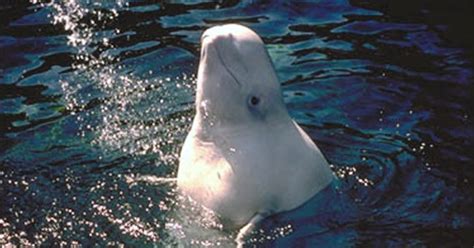 Alaska's Cook Inlet beluga whales in decline