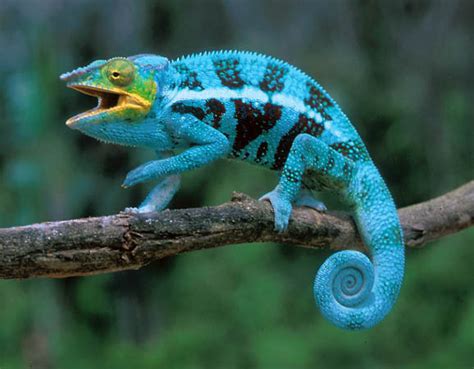 Blue Chameleon Ventures - Madagascar Tour Itinerary