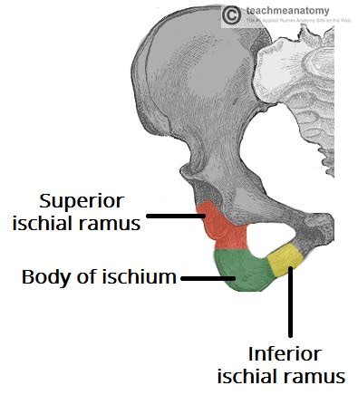 The Hip Bone - Ilium - Ischium - Pubis - TeachMeAnatomy