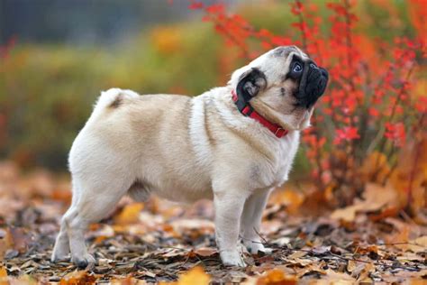 Fawn Pug: Facts, Genetics, Puppy Price & FAQs (With Pictures)