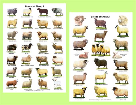 A4 Laminated Posters.Breeds of Sheep 2 different posters | Etsy