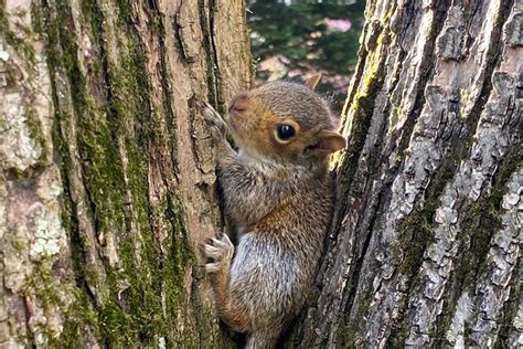 Baby Squirrels Rescue Story - Wildlife Rescue League