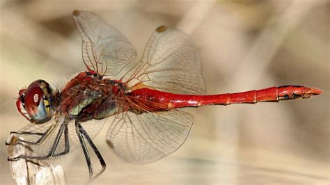 Red-veined Darter - British Dragonfly Society