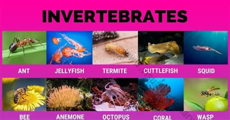 Invertebrates: 40 Great List of Animals that Are Invertebrates - Visual ...