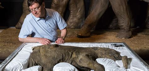 Emotional welcome for 'beautiful' mammoth Lyuba | Natural History Museum