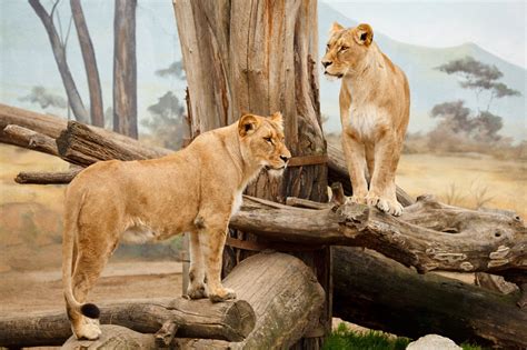 Two Lions Free Stock Photo - Public Domain Pictures