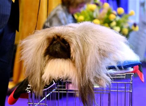 Best in Show at 2023 Westminster Dog Show Is... - PureWow