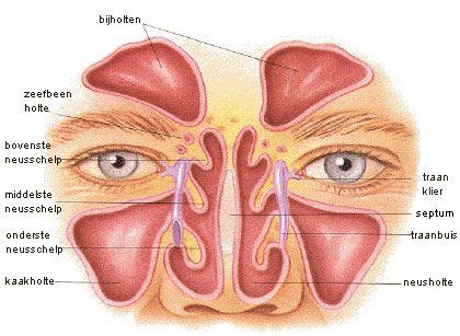 Werking van de neus - Neusschelpverkleining.nl