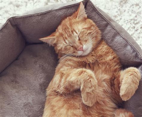 How Much Do Cats Sleep? Things You Should Know Updated 2024