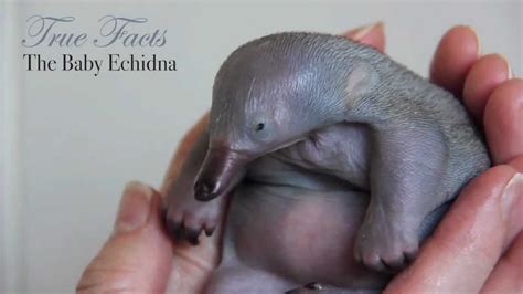 True Facts About Baby Echidnas - YouTube