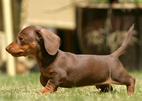 Miniature Dachshund Facts, Info, Temperament, Puppies, Pictures