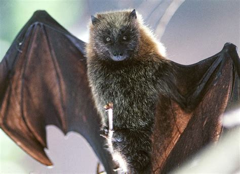 MYTHOLOGY OF BATS – Indigenous Peoples Literature