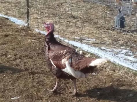 10 Turkey Breeds For Raising Your Own Meat – Family Farm Livestock