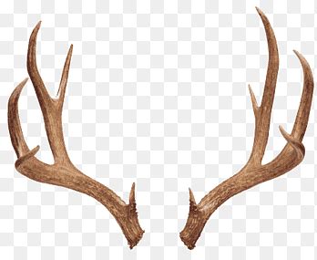 Antler png images | PNGEgg