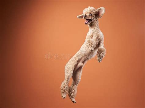 Funny Active Dog Jumping. Happy Poodle on a Red Background Stock Photo ...