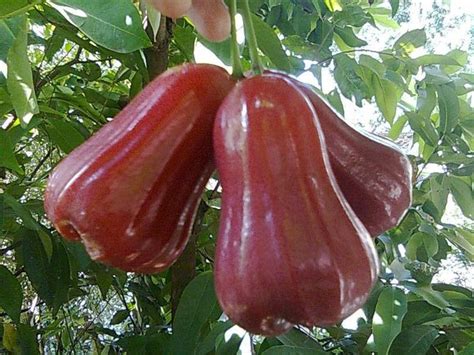 Jual benih biji jambu air thailand di Lapak SEEDs GARDEN | Bukalapak