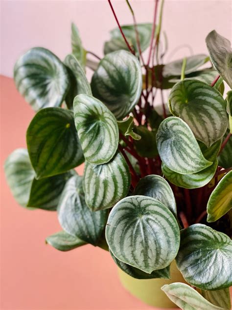 Watermelon Peperomia | Best Peperomia | Pet Friendly Plant | Lively Root