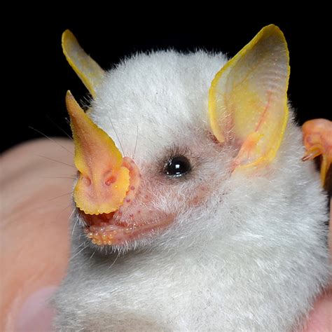 Honduran White Bat | Rainforest Alliance