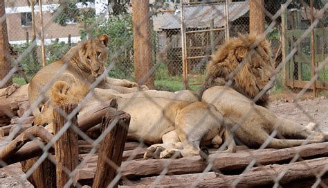 Animal Orphanage and Nairobi safari walk tour - Denki Travel