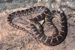 A Guide to Snakes of Southeast Texas · iNaturalist