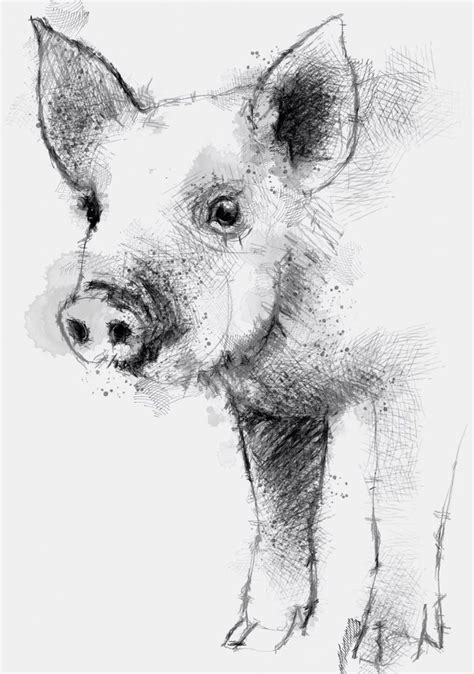 Twitter 'Piglet' by @Sean_Briggs | Pencil drawings of animals, Animal drawings, Pig art