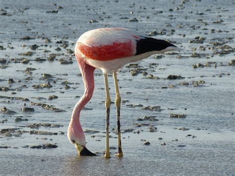 Free Images : nature, desert, wildlife, reflection, beak, fauna, chile ...