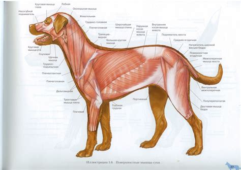 Поверхностные мышцы собаки | Dog Muscles Anatomy | Anatomia animale ...