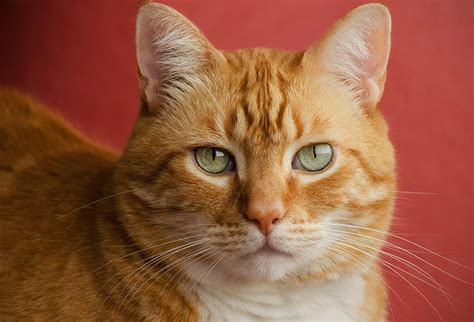 3440x1440px | free download | HD wallpaper: orange tabby cat, face, portrait, red, red ...