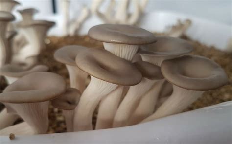 A Simple Way to Grow Mushrooms Indoors - FreshCap Mushrooms