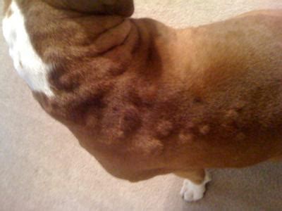 What Causes Dogs To Have Hives