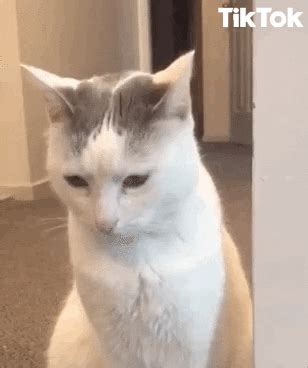 Scaredy-cat GIFs - Get the best GIF on GIPHY