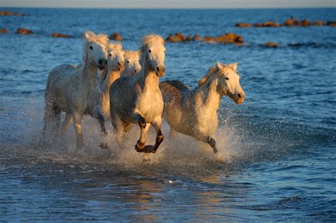 The Camargue's Masterful Guardian and their Horses - Photo Tours — Photo Tours