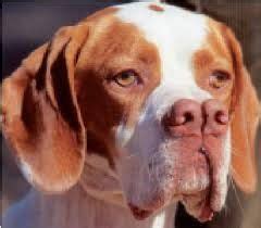 Catalburun dog | Unusual dog breeds, Rare dogs, Rare dog breeds