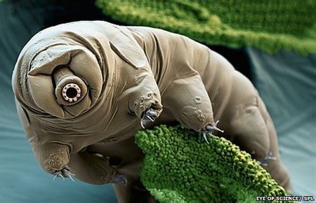 Tardigrades: Microscopic Moss Piglet Water Bears of Earth | Featured Creature