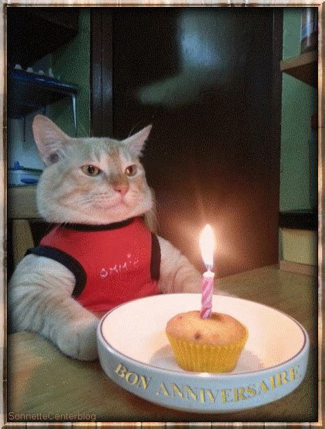 Kitty Happy Birthday Cats Gif - Foto Kolekcija