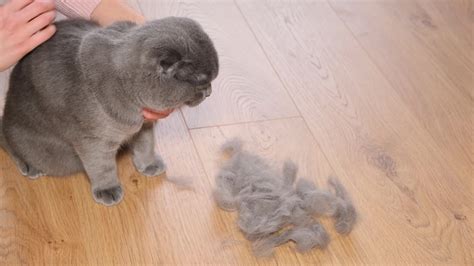 5 Causes of Hair Loss in Cats - Minnieville Animal Hospital