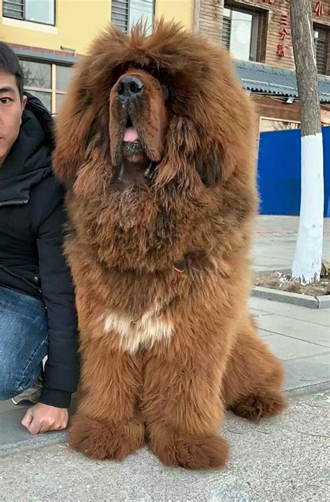 Super Tibetan Mastiff Red Dog Puppy for Sell ~ Tibetan Mastiff - The Best Biggest Expensive Dog ...