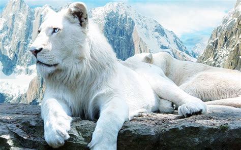 Wallpapers HD White Lion - Wallpaper Cave