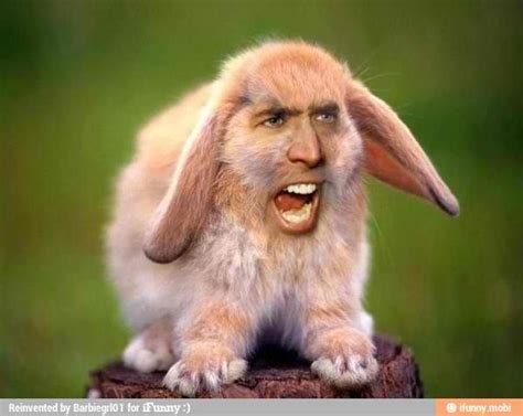 Bunny man | Animal mashups, Bunny cages, Nicolas cage