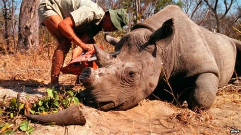 Rhino Poaching Worsens in Africa - PAN AFRICAN VISIONS