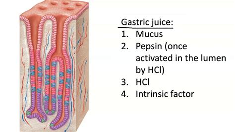 Gastric Gland Secretion - YouTube