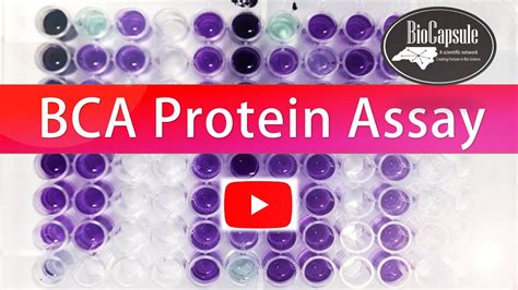 How to perform Protein quantification by BCA assay ? Easy steps - YouTube